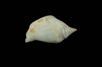 藏品(豐滿鳳凰螺)的圖片